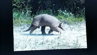 Largest armadillos [upl. by Tessa]