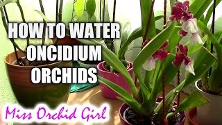 How to water Oncidium orchids  tips for a healthy orchid [upl. by Annaira]