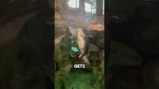 Bait Feeding In Bass Pro Shops😱 shorts [upl. by Baras46]