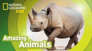 Black Rhino  Amazing Animals [upl. by Cuthbert441]