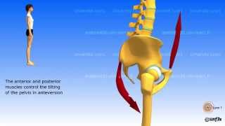 Position of the pelvis Lombosacral jonction [upl. by Letch457]