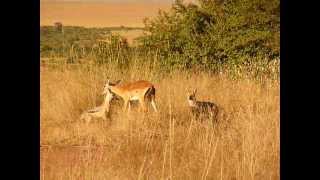 Jackals Hunting a Gazelle  Masai Mara Kenya [upl. by Annaeed493]