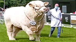 Champion Bulls of Different Breeds at Royal Highland Show 2021 [upl. by Ellehcin]