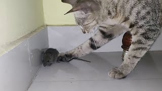 CAT VS MOUSE SEASON 2  CAT EATS MOUSE ALIVE  RAT EATEN BY CAT PART 2 [upl. by Jaime693]