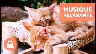 Musique relaxante pour chat  MUSICOTHÉRAPIE [upl. by Compte142]