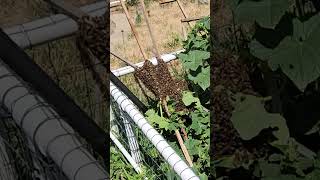 Yikes Bees In The Garden KeeperOfTheWildBees insects beelife nature beeremoval [upl. by Zane]