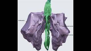 Ethmoid Bone 3D Anatomy [upl. by Bronny]