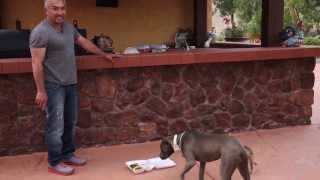 Cesar Millan Explains Summer Fun  Dogs and Parties [upl. by Narag386]