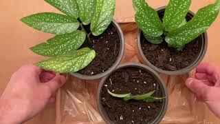 How To Easily Propagate Cane Begonias The Easy Way [upl. by Lockhart403]