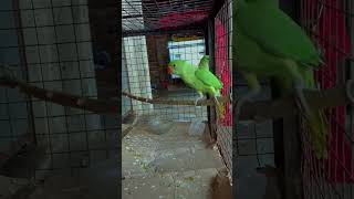 Parrot voice 🦜 birdsounds birds youtubeshorts [upl. by Aleacim643]