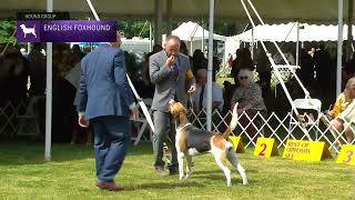 English Foxhounds  Breed Judging 2022 [upl. by Stephie]