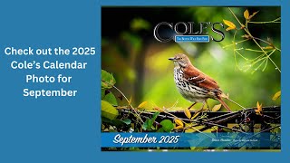 Check Out The 2025 Coles Calendar See Our September Photo [upl. by Griggs]