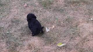 Cockapoo Puppies Having Fun SD 480p [upl. by Autum]