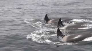 Killer Whales prey on Gray Whale Calf in Monterey Bay California Humpbacks Intervene [upl. by Malka]