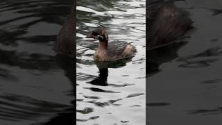 Pied Billed Grebe goldengatepark sanfrancisco nature birds grebe piedbilledgrebe [upl. by Stanley951]