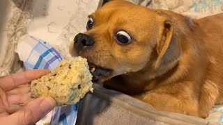 Dog Cant Contain His Excitement When He Sees Food🐶😲 [upl. by Ecire]