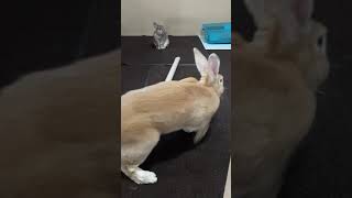 Flemish giant and netherland dwarf rabbit [upl. by Brenton]