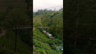 Damro Tea Factory tea plantation [upl. by Ajiak]