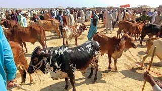 Cholistani Sahiwal Bachra Price In Madrassa Cattle Market  Medium Range Claves [upl. by Ahsetal]