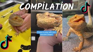 Bearded DragonCompilation TikTok 20234K [upl. by Anoi]