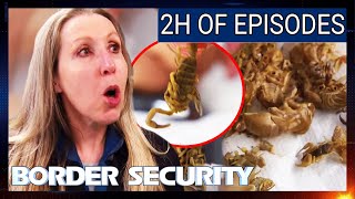 6 Episode Border Security Marathon  Australia Season 10  Full Episodes Compilation [upl. by Bundy459]