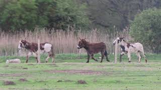 Donkeys Mating [upl. by Erual464]