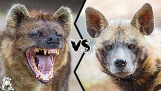 SPOTTED HYENA VS STRIPED HYENA  Who Would Win [upl. by Haelahk]