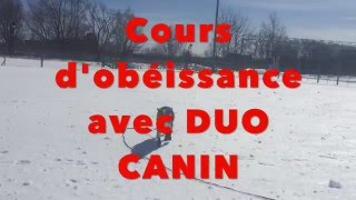 LE RAPPEL avec DUO CANIN  Cours dobéissance [upl. by Jehiel]