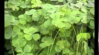 marsilea crenata plant [upl. by Valley]