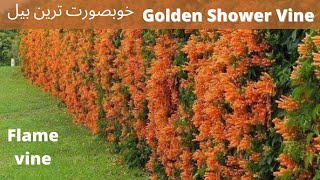 How to grow Golden Flame Shower vinepyrostegia venusta propagate Urdu  Hindi  Agriculturists [upl. by Adama]