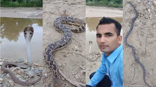 🐍 गाउँ घर बाट समातेको सर्प हरु जंगल मा छोरदई nepal snake rescue team [upl. by Sirrap733]