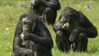 Naissance dun bonobo à la Vallée des Singes [upl. by Ahseiuqal]