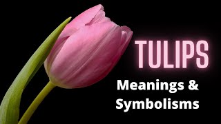 Tulips  The Meaning and Symbolism Behind this Popular Flower [upl. by Eitsirc]