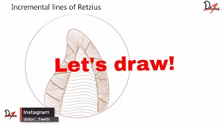 Striae of Retzius  Lets draw [upl. by Avram980]