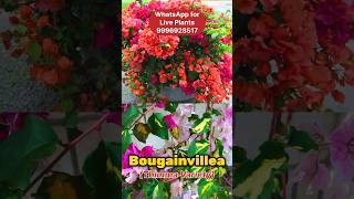 बुगेनविलिया की वैरायटी देख रहे जायेंगे हैरान  एक ही पौधे में 2 रंग के फूल  Bougainvillea Thimma [upl. by Brigit]