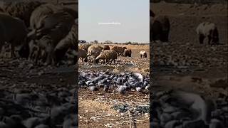 World Biggest Pigeons Traps  Birds Trap  Pigeon Catch shorts trap pigeon youtubeshorts [upl. by Jessee]