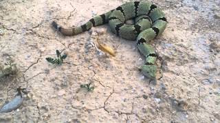 My Banded Rock Rattlesnake  Crotalus lepidus klauberi [upl. by Neo]