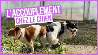 Comment fonctionne laccouplement chez les chiens [upl. by Tansey]