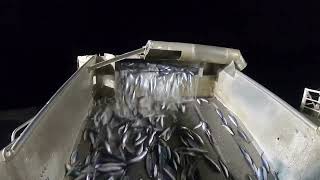 Herring fishing outside Lofoten Norway [upl. by Ysied]