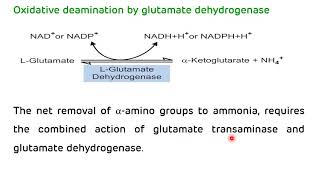 Transamination and Deamination  Formation of Ammonia  NEET PG Biochemistry  Dr Amit Maheshwari [upl. by Ellevehc241]