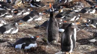 Gentoo Penguin Trumpeting [upl. by Lezned17]