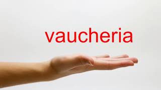 How to Pronounce vaucheria  American English [upl. by Mairb]