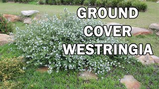 MUNDI™ Westringia is a dense groundcover with white flowers  Ozbreed Native Shrubs amp Groundcovers [upl. by Toile]