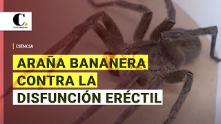 Una araña venenosa encontrada en Brasil aliada contra la disfunción eréctil  El Colombiano [upl. by Runkle]