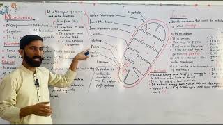 Mitochondria ll structure and function ll faderal board ll Mdcat ll Nmdcat ll New slabs [upl. by Nylatsyrk850]