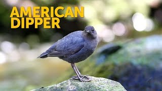 American Dipper [upl. by Leddy]