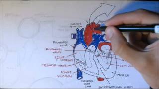 Cardiovascular System Anatomy [upl. by Shannah]