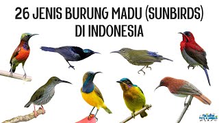 26 Jenis Sunbird  Burung Madu  Pijantung di Indonesia [upl. by Nnaeirelav748]