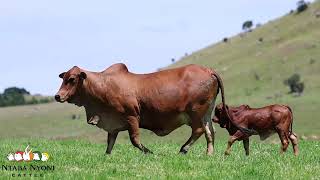 Boran cow and calf [upl. by Gill]