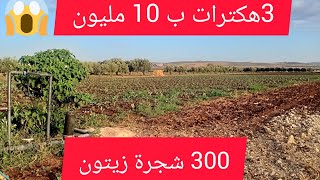 3 هكترات غير ب 10 مليون فيها 300 شجرة زيتون و جوج أبار لسقي [upl. by Kcirdlek]